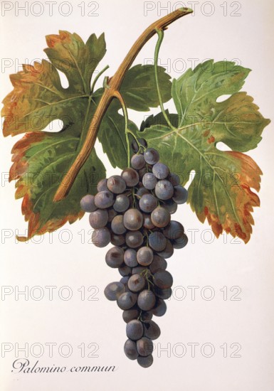 Ampelography, grape variety, oenology, viticulture, grape, grapevine, Palomino Commun grape, digitally enhanced reproduction of an original by Alexis Kreyder (1839 to 1912), Historical