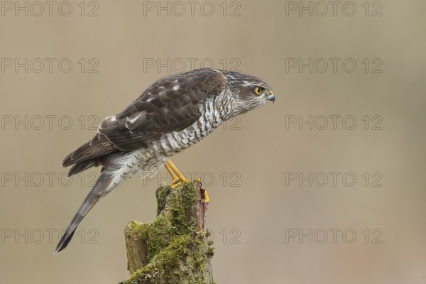 Sparrowhawk (Accipiter nisus), female sitting on a tree trunk, wildlife, nature photography, bird of prey, North Rhine-Westphalia, Germany