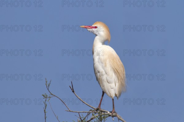 Cattle egret (Bubulcus ibis, Ardeola ibis), standing on a branch, wildlife, nature photography, heron, Extremadura, Spain