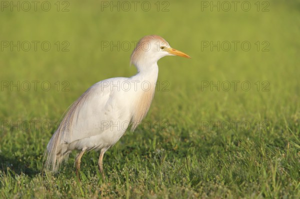 Cattle egret (Bubulcus ibis, Ardeola ibis), standing in meadow, wildlife, nature photography, heron, Extremadura, Spain