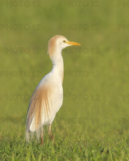 Cattle egret (Bubulcus ibis, Ardeola ibis), standing in meadow, wildlife, nature photography, heron, Extremadura, Spain