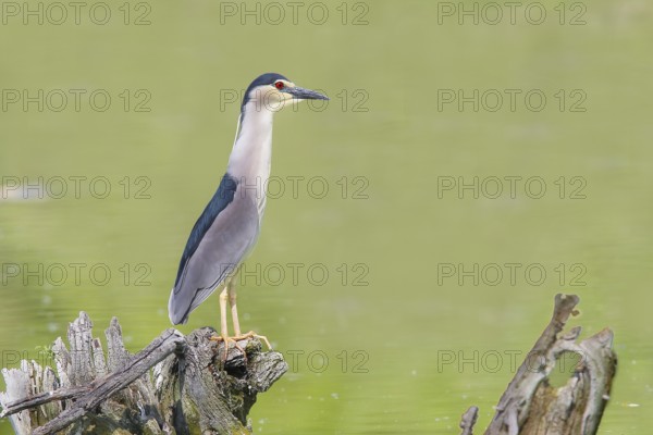 Night heron (Nycticorax nycticorax), sitting on a root, wildlife, nature photography, heron, Retszilas fish ponds, Kiskunsági Nemzeti Park, Kiskunság National Park, Nagyallas, Nemzeti National Park, Hungary