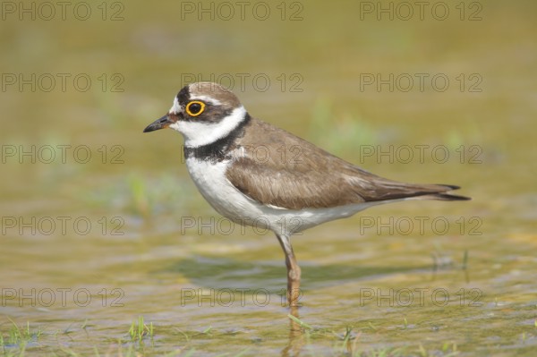 Little Ringed Plover (Charadrius dubius), standing in the water, wildlife, nature photography, plover family, Illmitz, Lake Neusiedl, Burgenland, Austria