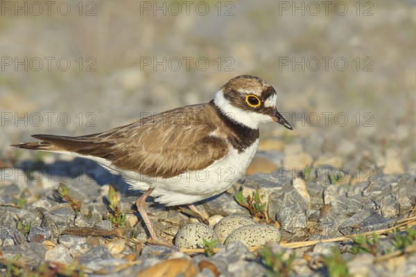 Little Ringed Plover (Charadrius dubius), female standing at the clutch of three eggs, wildlife, nature photography, plover family, breeding area, Illmitz, Lake Neusiedl, Burgenland, Austria