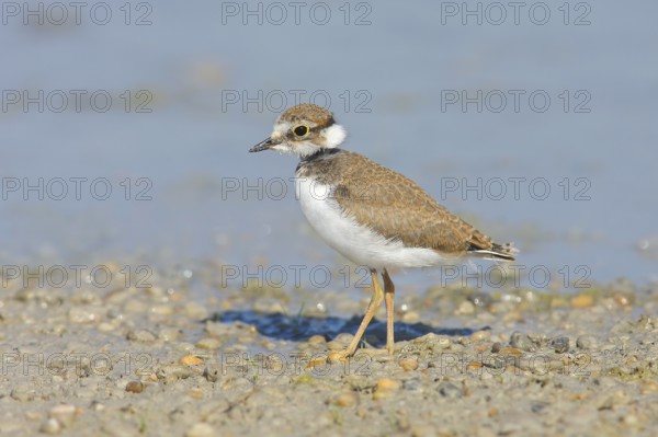 Little Ringed Plover, Little Ringed Plover, (Charadrius dubius), young bird standing on the beach, wildlife, nature photography, plover family, in the breeding area, Illmitz, Lake Neusiedl, Burgenland, Austria