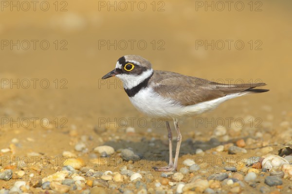 Little Ringed Plover (Charadrius dubius), standing on sandy ground, wildlife, nature photography, plover family, male in breeding area, Illmitz, Lake Neusiedl, Burgenland, Austria