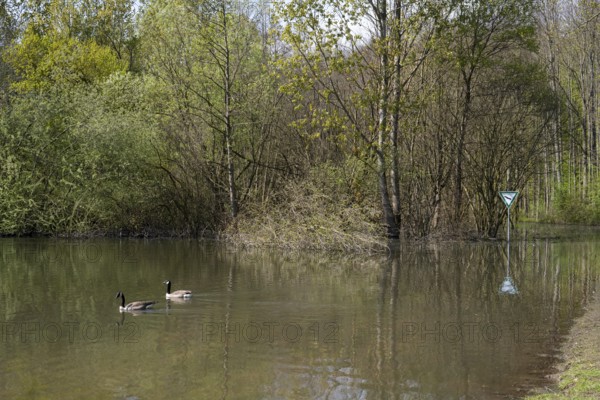 Newly created lake, two Canada geese on the water, Ostholz nature reserve, Wickede, Dortmund, Ruhr area, Westphalia, North Rhine-Westphalia, Germany