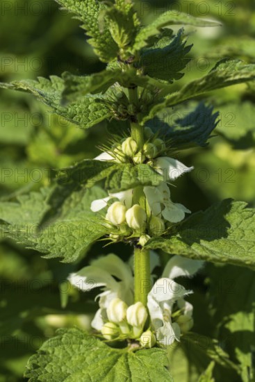 Lamium album (Lamium album), flowers, North Rhine-Westphalia, Germany