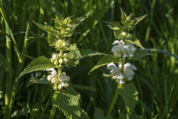 Two white deadnettles (Lamium album), flowers, North Rhine-Westphalia, Germany
