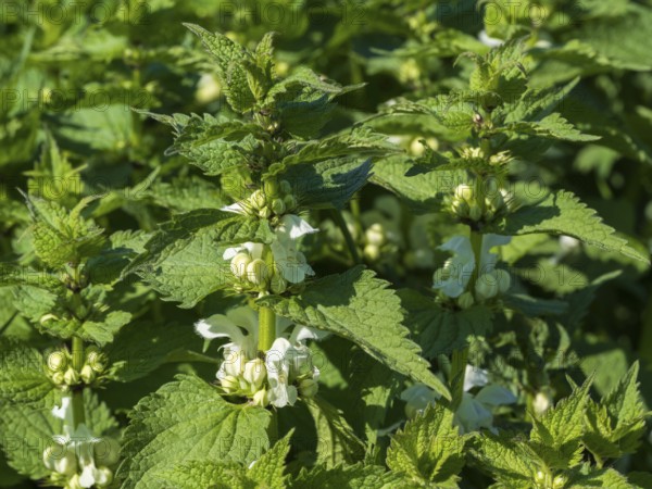 Lamium album (Lamium album), flowers, North Rhine-Westphalia, Germany