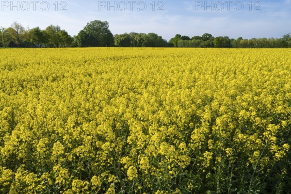 Field with oilseed rape (Brassica napus), North Rhine-Westphalia, Germany