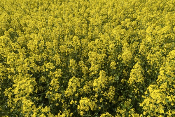 Field with flowering oilseed rape (Brassica napus), North Rhine-Westphalia, Germany