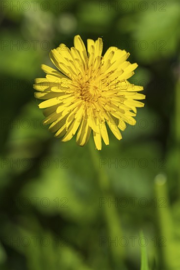 Goose thistle (Sonchus tenerrimus) Yellow flower, macro, North Rhine-Westphalia, Germany