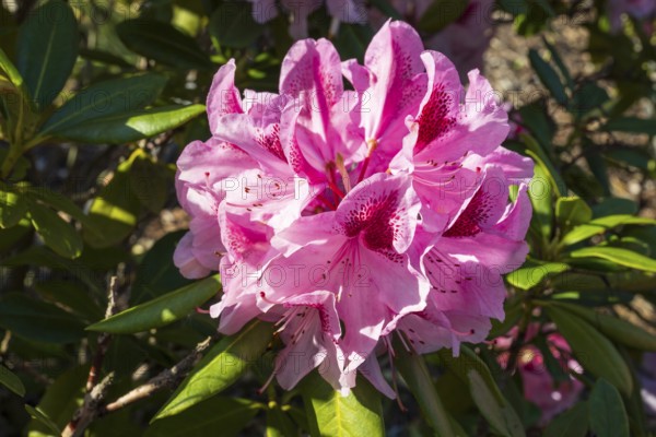 Pink flowers of the rhododendron, close-up, North Rhine-Westphalia, Germany