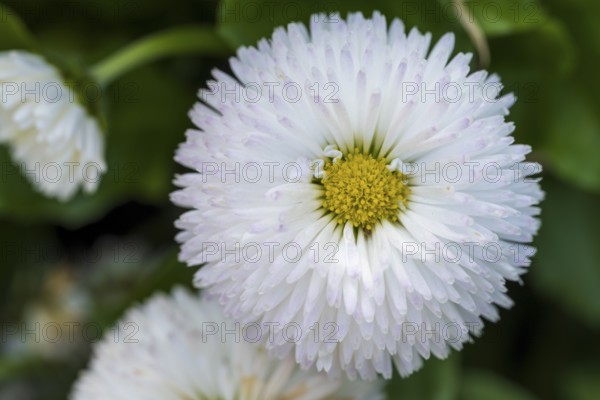 Daisy (Bellis perennis), white flower, macro, North Rhine-Westphalia, Germany