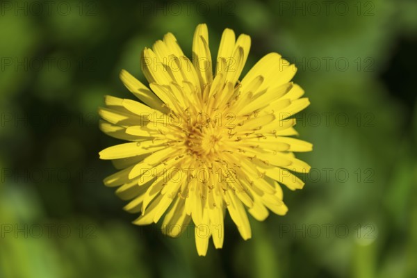 Goose thistle (Sonchus tenerrimus) Yellow flower, macro, North Rhine-Westphalia, Germany