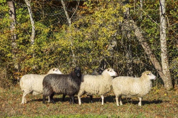 A black sheep in a small group of sheep in front of autumnal trees