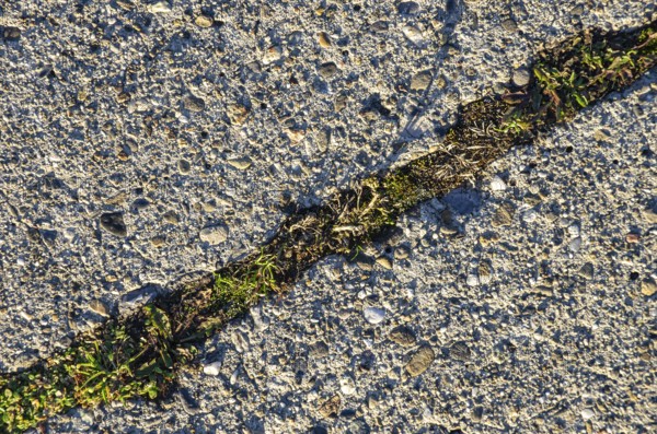 Section of a concreted surface, with a grass-covered joint in between
