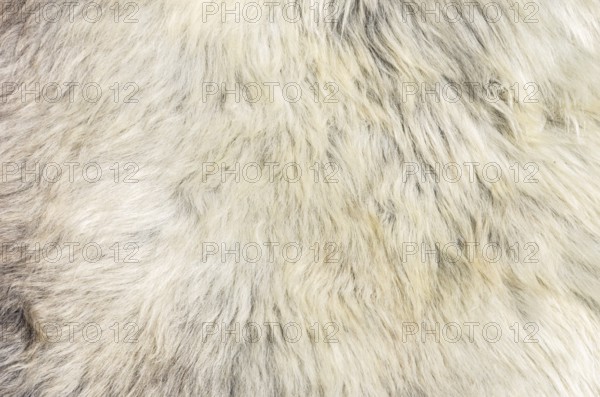 Sheepskin, close-up view of a sheep's coat