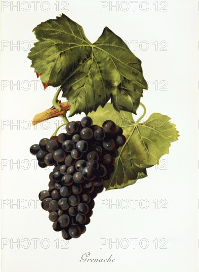 Ampelography, grape variety, oenology, viticulture, grape, grapevine, Grenache, also called Garnacha, is a popular red grape variety grown in various regions of the world, especially in France, Spain and Australia, digitally enhanced reproduction of an original by Alexis Kreyder (1839 to 1912), Historical