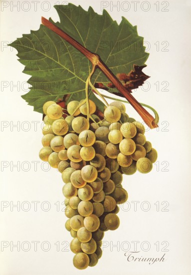 Ampelography, grape variety, oenology, viticulture, grape, grapevine, Triumph grape, digitally enhanced reproduction of a model by Jules Tronca (1855 to 1915), Historical