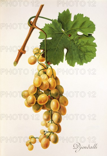 Ampelography, grape variety, oenology, viticulture, grape, grapevine, Djendalli grape, white wine grape, digitally enhanced reproduction of an original by Alexis Kreyder (1839 to 1912), Historical