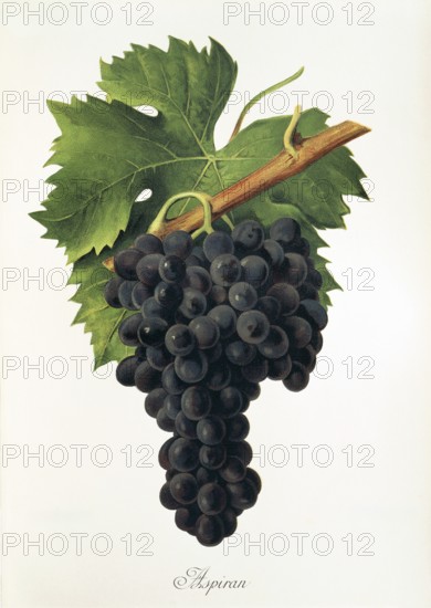 Ampelograhie, Rebsortenkunde, Önologie, Weinbau, Weintraube, Weinrebe, Inzolia grapem also Ansonica, is a Sicilian variety with a slightly nutty flavour, digitally enhanced reproduction of an original by Alexis Kreyder (1839 to 1912), Historisch