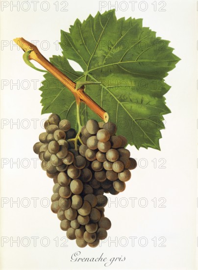 Ampelography, grape variety, oenology, viticulture, grape, grapevine, Grenache Gris grape, originates from Spain, but is also at home in Australia, Bulgaria, France, Portugal and South Africa. The Grenache variety is very old and produces round, lush, fruity wines with raspberry or cherry flavours, digitally enhanced reproduction of an original by Alexis Kreyder (1839 to 1912), Historic