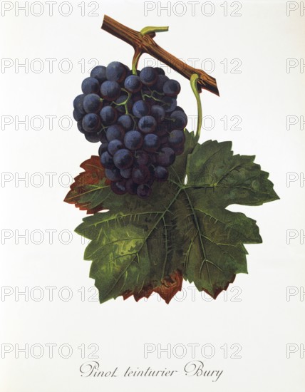 Ampelography, grape variety, oenology, viticulture, grape, grapevine, Pinot Teinturier Bury grape, French red wine grape characterised by dark flesh, digitally enhanced reproduction of an original by Alexis Kreyder (1839 to 1912), Historical