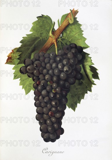 Ampelography, grape variety, oenology, viticulture, grape, grapevine, Carignan is a red wine variety traditionally grown in France, and also in Spain, Algeria, Israel and California, digitally enhanced reproduction of an original by Alexis Kreyder (1839 to 1912), Historical