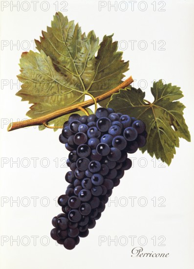 Ampelography, grape variety, oenology, viticulture, grape, grapevine, Perricone grape, red wine variety cultivated in Sicily and to a very limited extent in Tunisia, digitally enhanced reproduction of an original by Alexis Kreyder (1839 to 1912), Historical