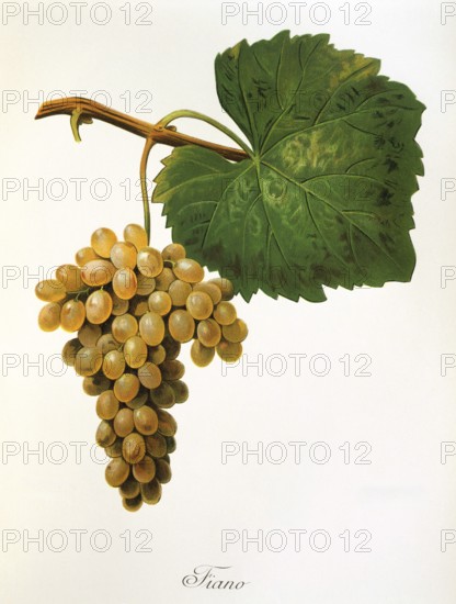 Ampelography, grape variety, oenology, viticulture, grape, grapevine, Catarratto grape, white grape from Sicily, digitally enhanced reproduction of an original by Alexis Kreyder (1839 to 1912), Historical