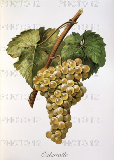 Ampelography, grape variety, oenology, viticulture, grape, grapevine, Fiano grape, a very old autochthonous white wine variety of southern Italy, digitally enhanced reproduction of an original by Alexis Kreyder (1839 to 1912), Historical