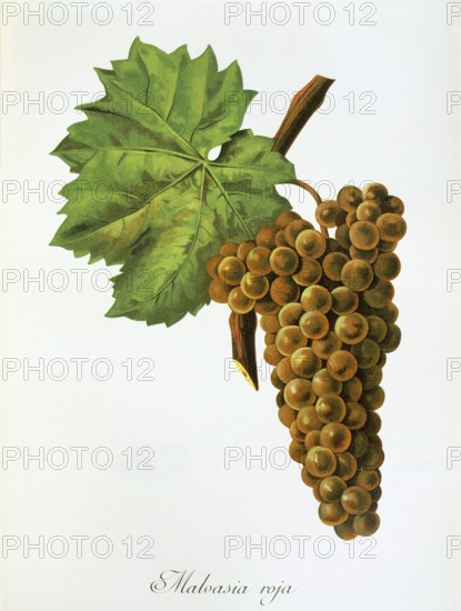 Ampelography, grape variety, oenology, viticulture, grape, grapevine, Malvasia grape, white Malvasia grape, grape variety from Spain, digitally enhanced reproduction of an original by Alexis Kreyder (1839 to 1912), Historical