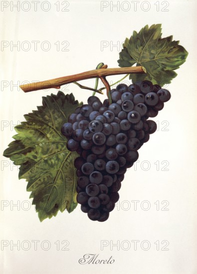 Ampelography, grape variety, oenology, viticulture, grape, grapevine, Moreto grape, digitally enhanced reproduction of an original by Alexis Kreyder (1839 to 1912), Historical