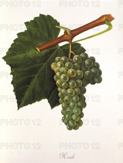 Ampelography, grape variety, oenology, viticulture, grape, grapevine, Noah grape, digitally enhanced reproduction of an original by Jules Tronca (1855 to 1915), Historical