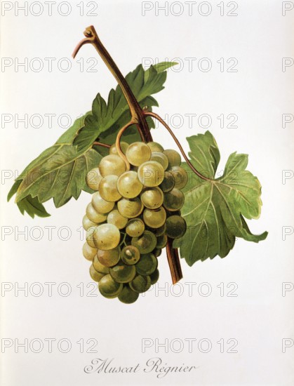 Ampelography, Grape variety, Oenology, Viticulture, Grape, Grapevine, Muscat Regnier grape, digitally enhanced reproduction of an original by Alexis Kreyder (1839 to 1912), Historical