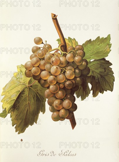 Ampelography, grape variety, oenology, viticulture, grape, grapevine, Gris de Salces grape, digitally enhanced reproduction of an original by Alexis Kreyder (1839 to 1912), Historical