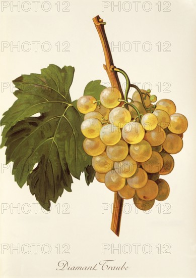 Ampelography, grape variety, oenology, viticulture, grape, grapevine, diamond grape, digitally enhanced reproduction of an original by Alexis Kreyder (1839 to 1912), Historical