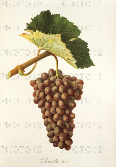Ampelography, grape variety, oenology, viticulture, grape, grapevine, Clairette Rose grape, digitally enhanced reproduction of an original by Jules Tronca (1855 to 1915), Historical