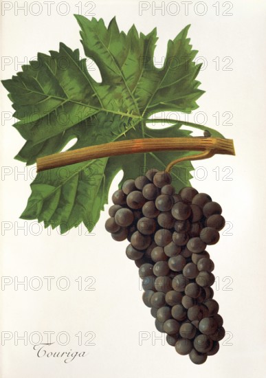 Ampelography, grape variety, oenology, viticulture, grape, grapevine, Touriga grape, digitally enhanced reproduction of an original by Jules Tronca (1855 to 1915), Historical