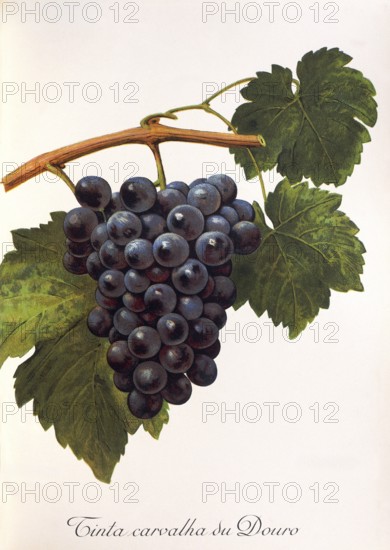 Ampelography, grape variety, oenology, viticulture, grape, grapevine, Tinta Carvalha du Douro grape, digitally enhanced reproduction of an original by Alexis Kreyder (1839 to 1912), Historical