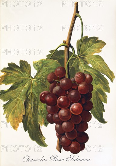 Ampelography, grape variety, oenology, viticulture, grape, grapevine, Chasselas Rose Salomon grape, digitally enhanced reproduction of an original by Alexis Kreyder (1839 to 1912), Historical