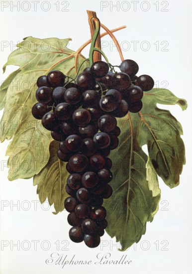 Ampelography, grape variety, oenology, viticulture, grape, grapevine, Alphonse Lavallee grape, digitally enhanced reproduction of an original by Alexis Kreyder (1839 to 1912), Historical