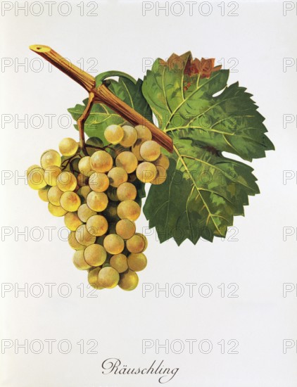 Ampelography, grape variety, oenology, viticulture, grape, grapevine, digitally enhanced reproduction of an original by Jules Tronca (1855 to 1915), Historical