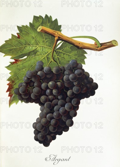 Ampelography, grape variety, oenology, viticulture, grape, grapevine, Argant grape, digitally enhanced reproduction of an original by Jules Tronca (1855 to 1915), Historical