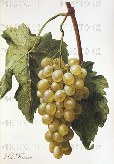 Ampelography, grape variety, oenology, viticulture, grape, grapevine, La France grape, digitally enhanced reproduction of an original by Alexis Kreyder (1839 to 1912), Historical