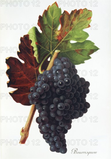 Ampelography, grape variety, oenology, viticulture, grape, grapevine, Bourrisquou grape, digitally enhanced reproduction of an original by Jules Tronca (1855 to 1915), Historical