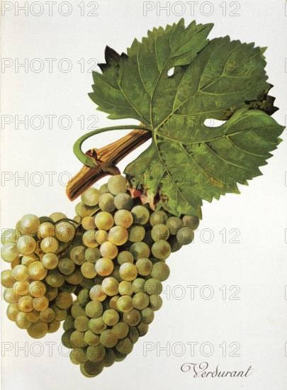 Ampelography, grape variety, oenology, viticulture, grape, grapevine, Verdurant grape, digitally enhanced reproduction of an original by Jules Tronca (1855 to 1915), Historical