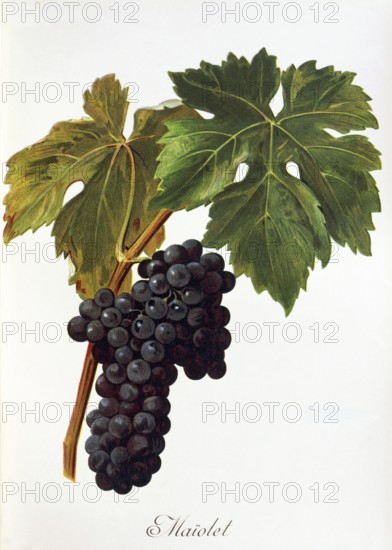 Ampelography, grape variety, oenology, viticulture, grape, grapevine, Maiolet grape, digitally enhanced reproduction of a model by Alexis Kreyder (1839 to 1912), Historical